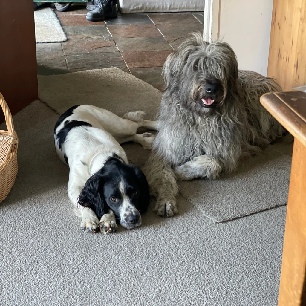 Two dogs in the doorway — original photograph